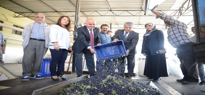 “Hedef 1 Milyon Zeytin” Projesi Meyvesini Veriyor