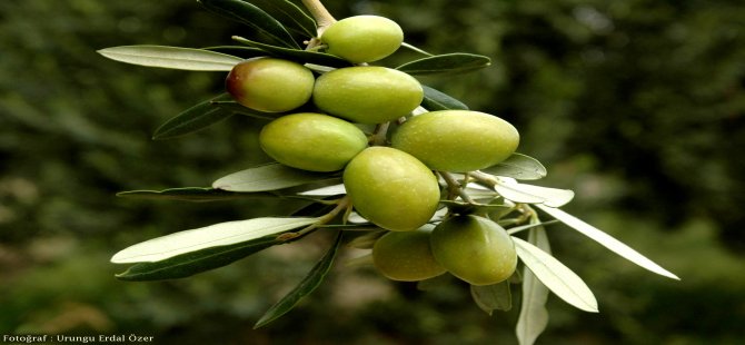 Sofralık Zeytin İhracatına Yeşil Zeytin Damga Vurdu