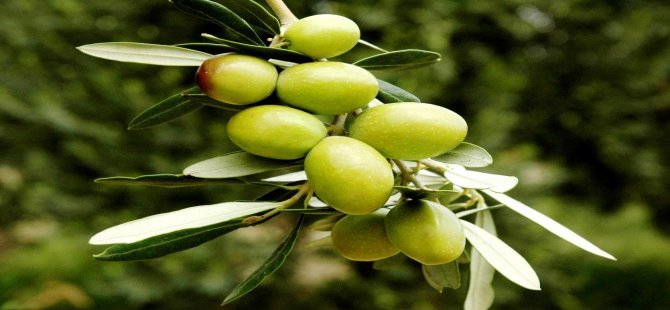 Yeşil Zeytin, Sofralık Zeytin İhracatına Damga Vurdu