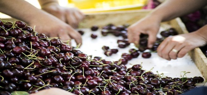 Ege Kirazı Daha Çok Pazara Ulaşacak