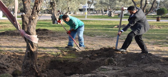 Aliağa Belediyesi’nin Hedefi 5 Bin Zeytin Ağacı