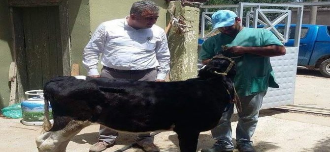 Süt Patates şimdi de Hayvanlarda Öldürücü Hastalık