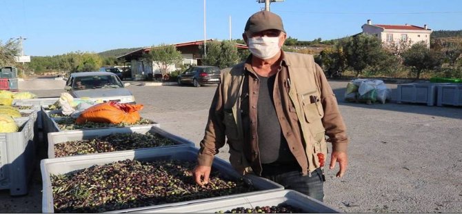 Foça'da Zeytin Hasadı ve Sıkımı Başladı