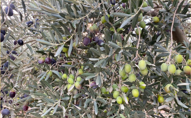 4 aylık sofralık zeytin ihracatı 74 milyon dolara ulaştı