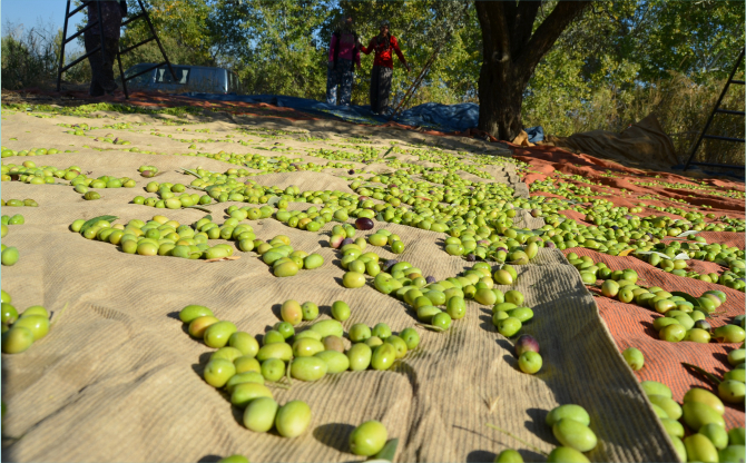 4 aylık sofralık zeytin ihracatı 74 milyon dolara ulaştı