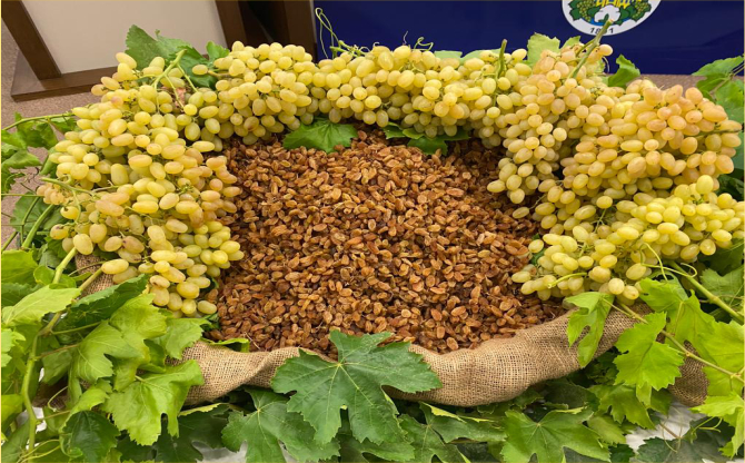 Türkiye, çekirdeksiz kuru üzümde 2024/25 sezonunu enlerde yaşadı