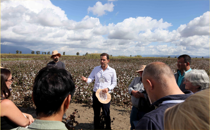 Pamukta Kriz Alarmı: Çözüm Sürdürülebilir Üretimde