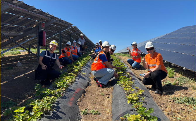 Enerjisa Üretim Agrivoltaik Tarım Uygulamaları ile 5 Ton Hasat Yaptı