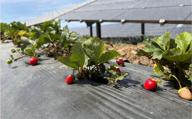 Enerjisa Üretim Agrivoltaik Tarım Uygulamaları ile 5 Ton Hasat Yaptı