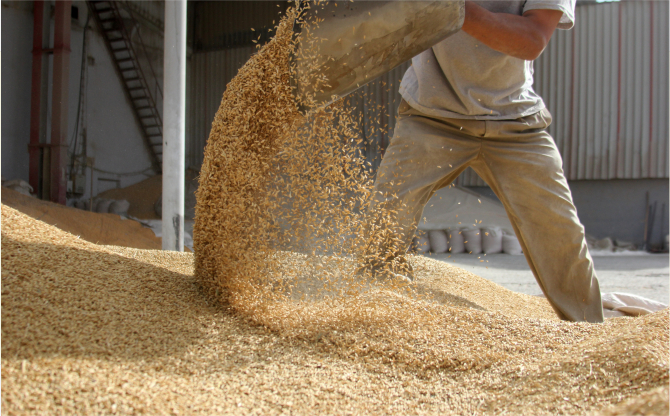 Ege'den Dünya Sofralarına: Hububat, Bakliyat ve Yağlı Tohumlar Rekor Kırıyor