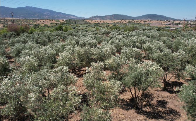 Sanayide Yeşil Lider: ALOSBİ