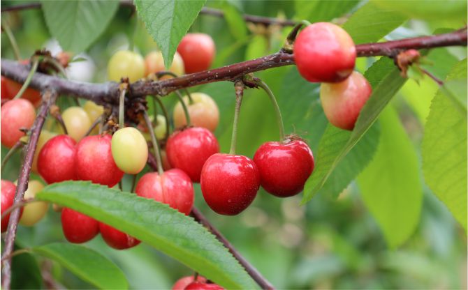 Kiraz hasreti bu sene bitiyor