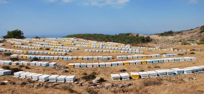 FETÖ, Arıcıları da Mağdur Etti