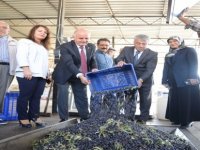 “Hedef 1 Milyon Zeytin” Projesi Meyvesini Veriyor