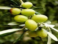 Yeşil Zeytin, Sofralık Zeytin İhracatına Damga Vurdu