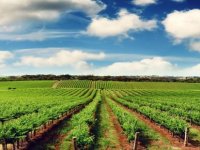 Ege Bölgesi Tarım İhracatının Yüzde 22’sini Gerçekleştirdi