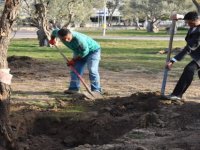 Aliağa Belediyesi’nin Hedefi 5 Bin Zeytin Ağacı