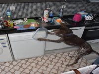 Menemen’de Köpek Timi İle Uyuşturucu Operasyonu