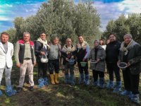 Zeytinin Yolculuğu Aliağa’da Şenlikle Kutlandı