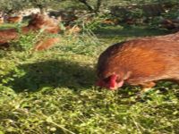 Tavuk Eti, Yumurta, Süt Ve Ürünlerindeki İhracat Artışı Sürüyor…